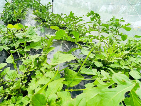 【自然栽培】道産サラダリーフ・600g （草の力だけで育てたこだわりの無肥料野菜）