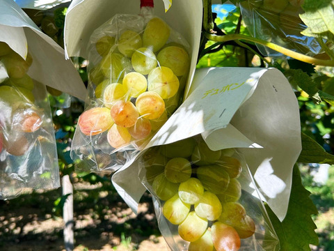 【家庭用】紅色シャイン品種の大粒ぶどう バイオレットキング800g(2~3房)