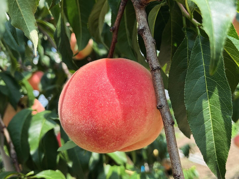 もぎたて桃★長野県産 川中島白鳳 9～15個★良品❣️農家直送❣️