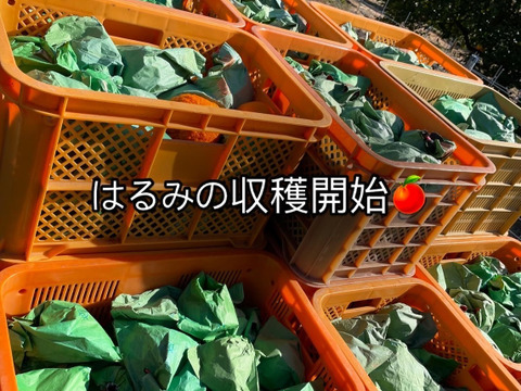 【お買い得】ジューシーかつ濃厚なはるみ（約10kg）訳あり品