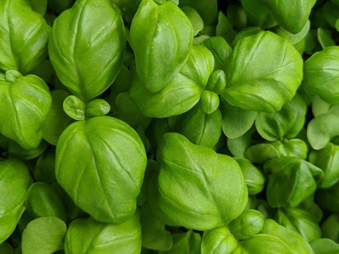 和食やスイーツにも！ベビーバジル【いずばじ】(20g)【テレビで紹介されました】