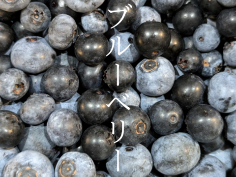 【大崎上島産】【1000g】朝採れ生ブルーベリー【農薬不使用】