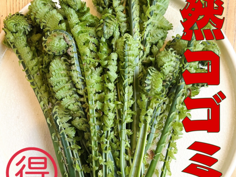 森で採ってくる天然コゴミ　500gセット