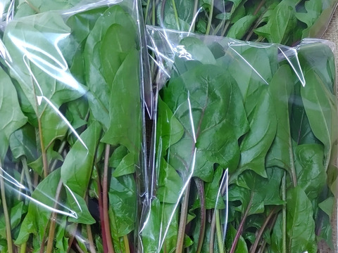 【農家の食卓からお裾分け】食卓に彩りを✨冬の映え！サラダ野菜４種🥗＋万能葉物２種詰合せ📦