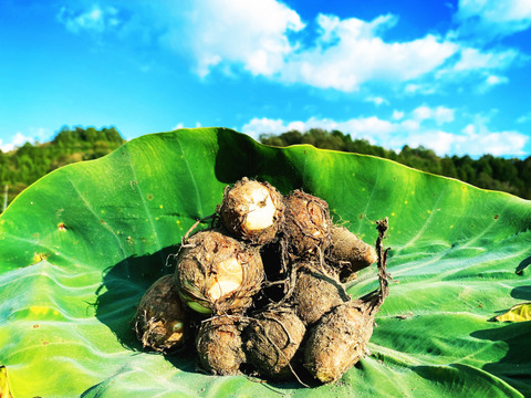 セット10kg"農家の中でも『幻』の固定種！！
毎年完売！本当に美味しいじゃがいも！と里芋自然栽培！農薬不使用！美味しい野菜