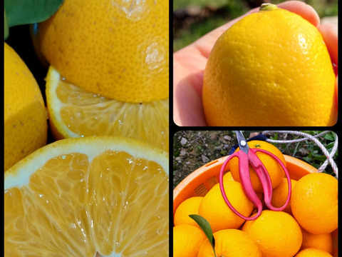 八朔＆甘夏&レモン『ご家庭用』3.5kg（箱込）