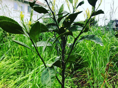 熊本発農薬不使用🍊　極早生みかん  5kg サイズフリー