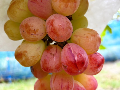 バイオレットキング 大粒 数量限定】紅色シャイン品種の大粒ぶどう バイオレットキング1房