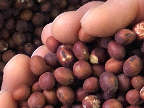 3セット限定春の幻きな粉食べ比べ3色🌸赤大豆、黒千石大豆、みさを大豆