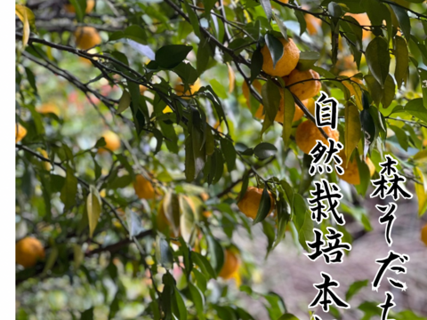 森で育てた自然栽培本柚子！1kg（12個）