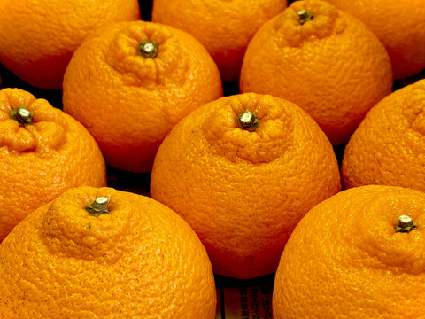 広島県大長産しらぬい（5kg）