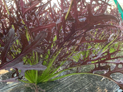 【福袋】玉ねぎ12kg🧅とその他葉物野菜など5種類以上の野菜セット