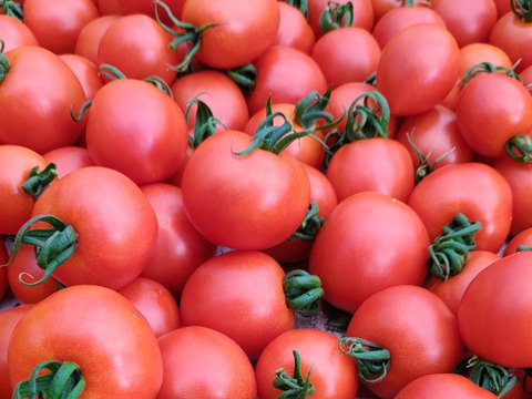 皮が柔らかくて食べやすい♪ 優しい甘みの薄皮中玉とまと🍅【華小町】１kg箱 + 朝もぎイボきゅうり🥒３本付き