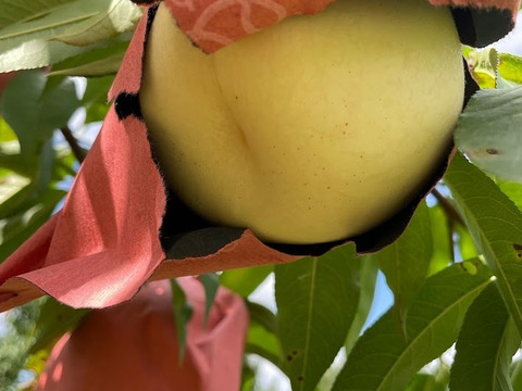 【2025年夏ギフトにも】マンゴーの様な黄色い桃・黄金桃（1.5㎏箱）