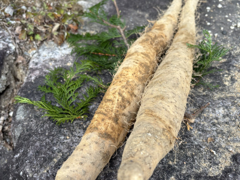 年初めの自然薯　祝い束２~４本・約１㎏