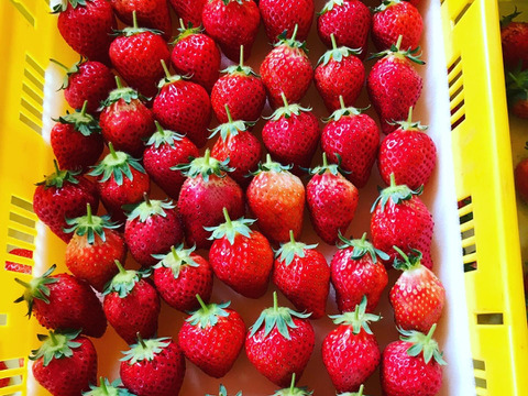 [2024いちご博銀賞受賞]
めちゃ甘冷凍いちご‼️1キロ