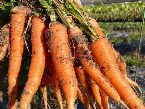 野菜ソムリエ厳選 農薬化学肥料不使用！
こだわり旬のお試し野菜セット！ 滋賀県産