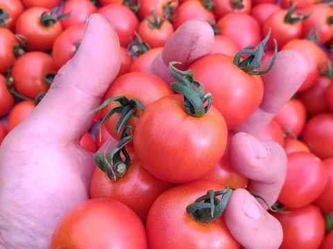 皮が柔らかくて食べやすい♪ 優しい甘みの薄皮中玉とまと🍅【華小町】１kg箱 + 朝もぎイボきゅうり🥒３本付き
