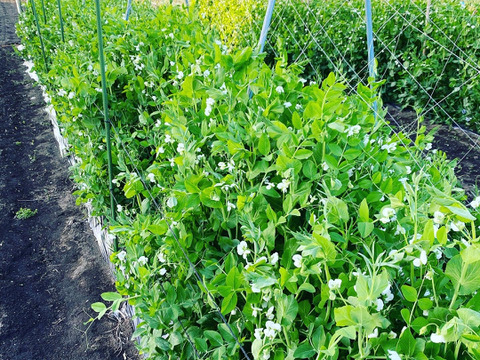 Sサイズ＊茨城県産旬野菜セット(約6〜7品目)