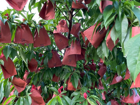 【家庭用】清水白桃🍑【４～６玉入】2箱