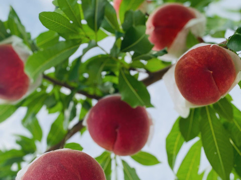 【先行予約★人気の一品！】旬の採れたて桃★冷蔵　２kg (4〜8玉)★朝どれ当日発送  2025年７月上旬より順次発送！山梨県笛吹市産