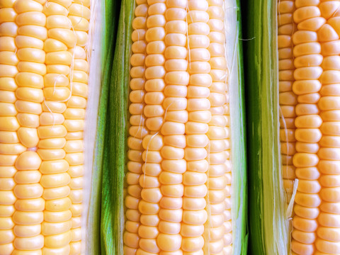 スイートコーン ゴールドラッシュ 4キロ