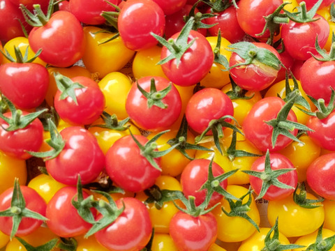 7月上旬までの限定販売！とろ～り♪とろける食感🍅プチぷよ赤色