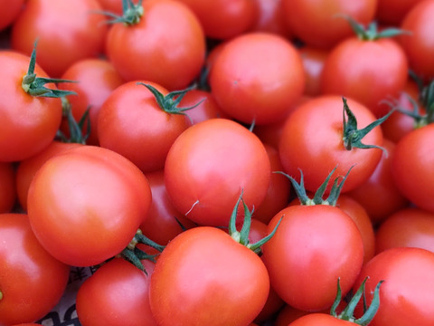 【朝どれ】【食べ比べ】どれが一番好き？旨みが乗ってきたミディ・ミニ4品種を一箱に。
赤熟もぎ「トマトの宝石箱」
