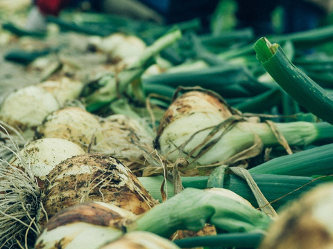 〔2026年1月下旬から発送開始〕1年に1度だけ、感動の甘さ！『葉付きサラダ玉ねぎ』2㎏┃葉付きで丸ごとお届け！