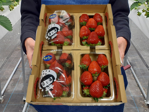 一箱4パック入り 家庭用 いろいろなサイズ 『モカベリー』 完熟いちご  苺 いちご 果物