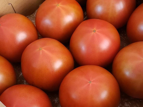 【野菜ソムリエサミット金賞】濃厚！ウエタトマトのトマト(2キロ箱)