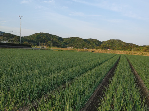 大好評，地層が違う淡路島、訳あり新玉ねぎ七宝早生(風袋込み3キロ)