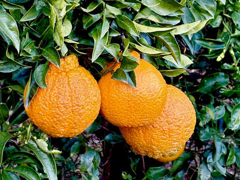 広島県大長産しらぬい（5kg）