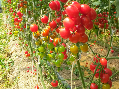 【2026春・早期予約】北陸の春のはじまりを味わう。ぶるベジ「春の味」トマト4種＆朝もぎ四川きゅうりセット【5月上旬〜発送】