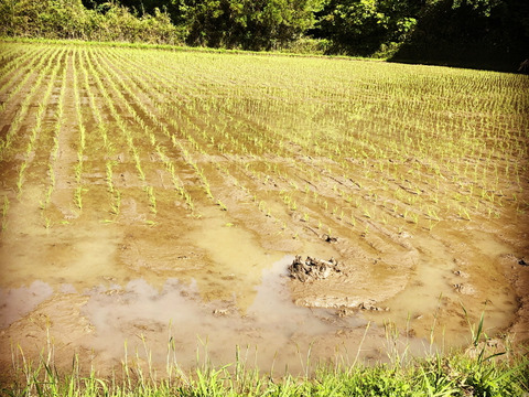 【令和5年】｢新米｣ヒノヒカリ 5kg
『50名限定』イノシシから守り抜いたお米です。byさわちゃん農園