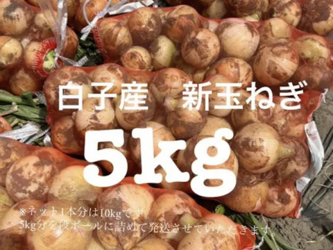 千葉県白子産　新玉葱　5kg 新鮮