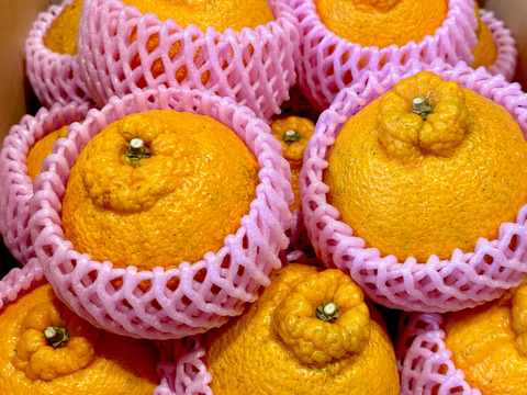 広島県大長産しらぬい（5kg）