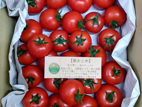 旨みと甘み♪香りと味を楽しむ贅沢なトマト🍅【華おとめ】１kg箱 + 朝もぎイボきゅうり🥒３本付き