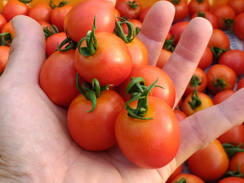 皮が柔らかくて食べやすい♪  優しい甘みの薄皮中玉とまと🍅【華小町】１.７kg箱