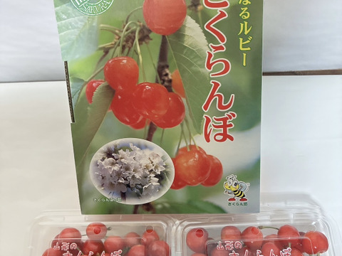 さくらんぼ「佐藤錦」　200gフードパック　2パック入り【朝どれ】