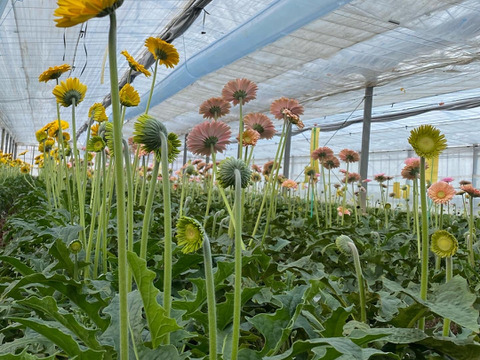 花農家直送 ガーベラおまかせ贅沢ミックス 30本 福岡県産の花 植物 食べチョク 産地直送 産直 お取り寄せ通販 農家 漁師から旬の食材を直送