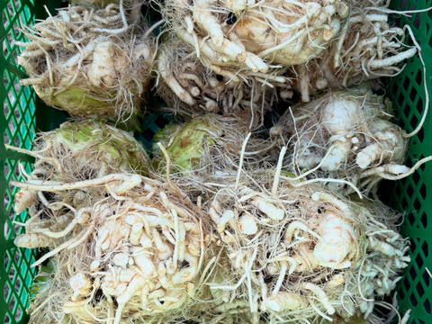 若採り根セロリ / celeriac 小サイズ3個