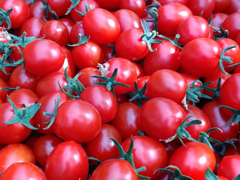 ただ今、旬真っ只中！子供に大人気♪ミニトマト【まゆか】１㌔箱