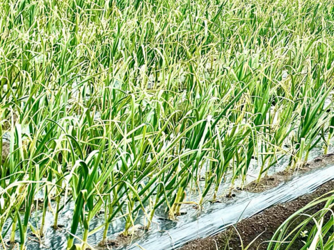 令和8年度　群馬県産　生ニンニク 有機肥料栽培　農薬化学薬品無使用　1kg