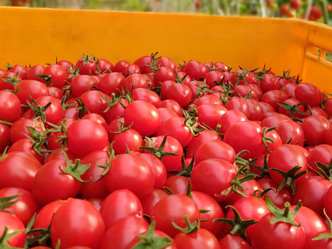 ただ今、旬真っ只中！子供に大人気♪ミニトマト【まゆか】１㌔箱