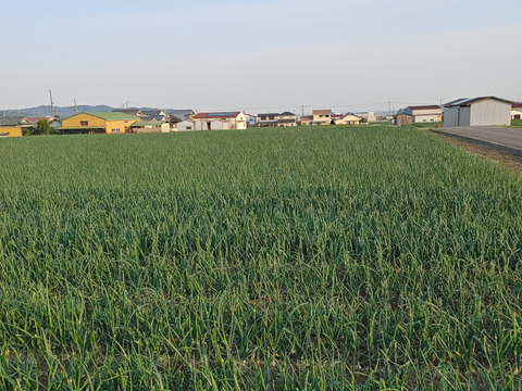 大好評，地層が違う淡路島、訳あり新玉ねぎ七宝早生(風袋込み3キロ)
