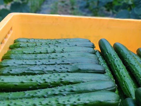 旨みと甘み♪香りと味を楽しむ贅沢なトマト🍅【華おとめ】１kg箱 + 朝もぎイボきゅうり🥒３本付き