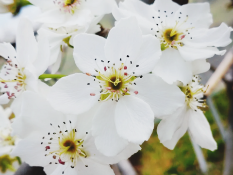 【加工用】日本梨！新高！優しい甘さとシャキッとハードな食感