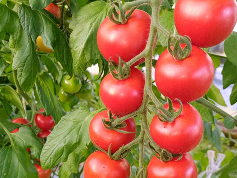 販売終了間近❕一箱で二度美味しい♪ぶるベジこだわり🍅【華おとめ】+【季節のとまとMix】１㌔箱