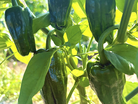 ※本日最終セール※【訳あり詰め合わせ】採れたてピーマン４kg